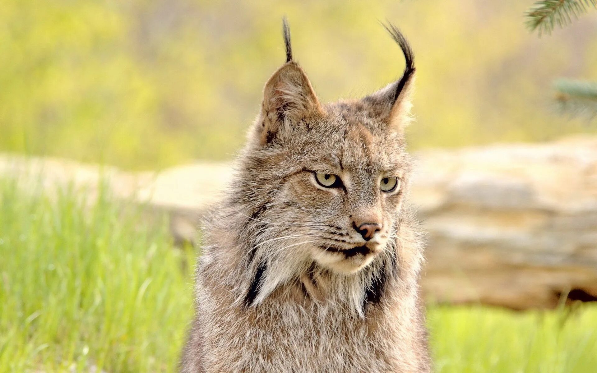 Lynx Рысь. Бобкэт Рысь. Туркестанская Рысь. Бородатая Рысь.