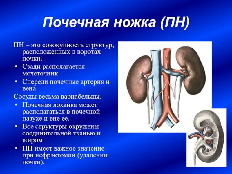 Почечная лоханка синтопия. Топография и строение почек. Синтопия ножки почки.