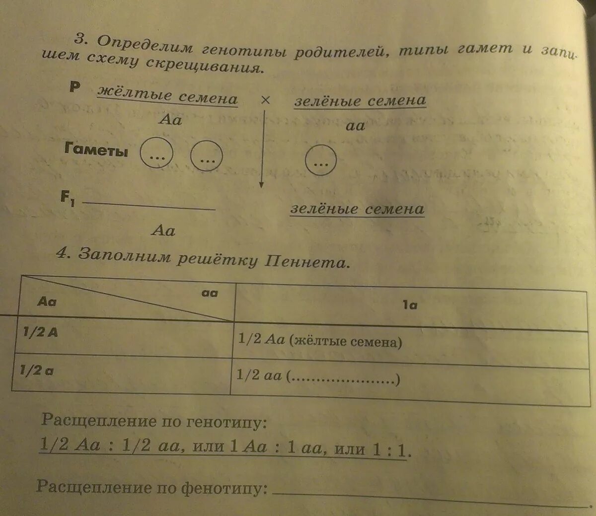 Какой генотип у родителей. Определим генотипы родителей типы гамет и запишем схему скрещивания. Определить генотип родителей. Гаметы и генотипы. Определить типы гамет.