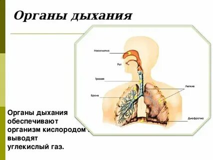 Система второе дыхание