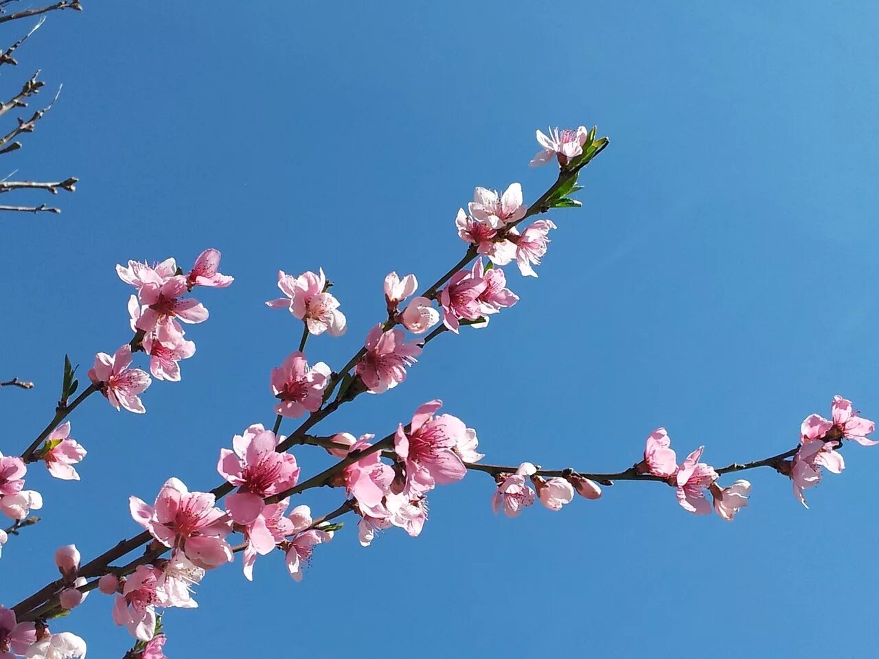 Дни цветения sky. Цветущая вишня. Цветущая Сакура. Сакура небо.