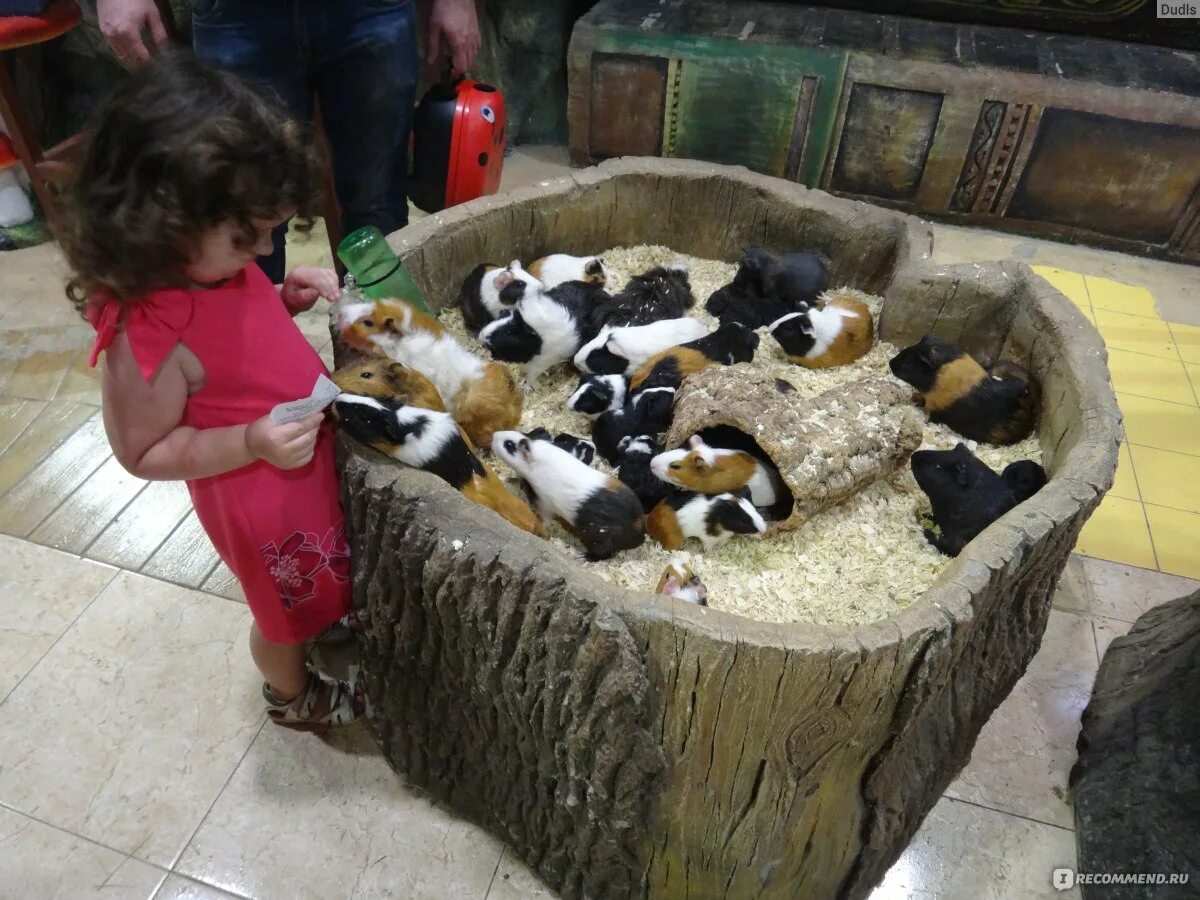 Зоопарк в трц рио санкт-петербург. Контактный зоопарк киров цум. Зоопарк зимняя вишня кемерово. Зоопарк в тц. Контактные зоопарки в торговых центрах.