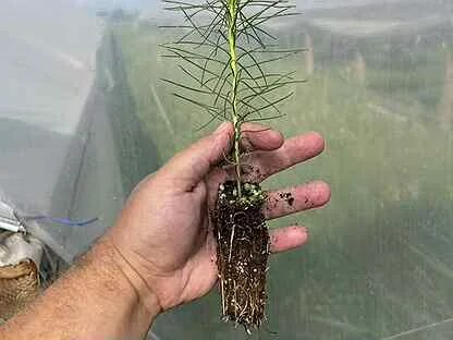 Plant z