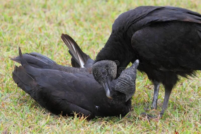 Черные Стервятники пара. Влюбленные птицы черные грифы. Черная индейка