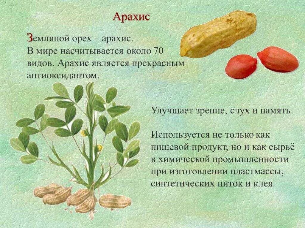 Арахис польза для здоровья. Чем полезен арахис. Арахис польза. Польза арахиса для организма. Земляной орех польза и вред.