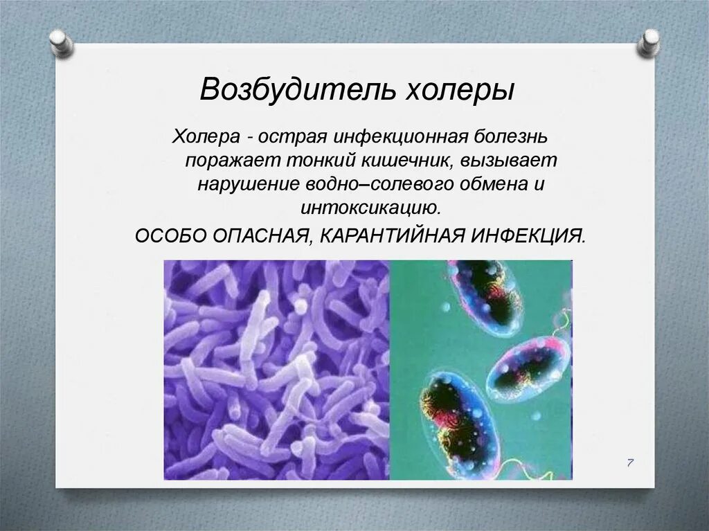 Тяжелое течение малярии ассоциируется с возбудителем. Возбудители кишечных инфекций вибрионы. Холера возбудитель бактерия. Возбудитель холеры микробиология. Вибрионы возбудители холеры.