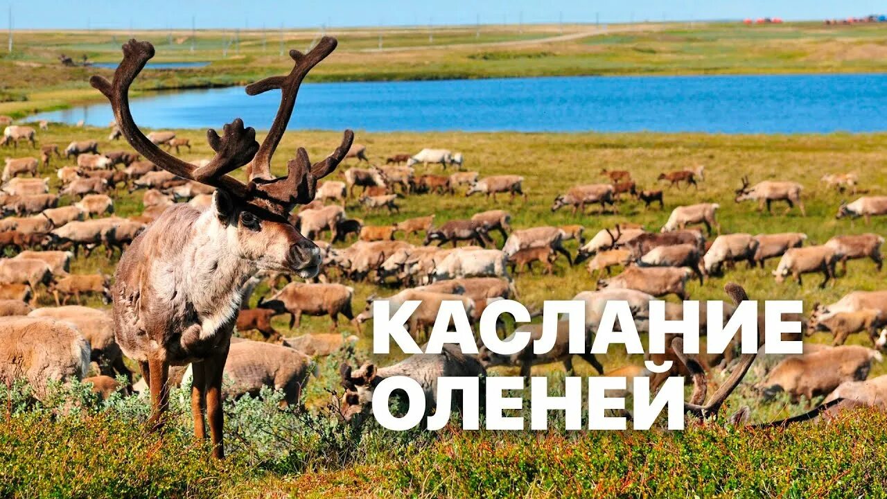 Олень совершает длительные миграции. Каслание оленей. пути каслания оленей. оленье месторождение. миграция оленей.