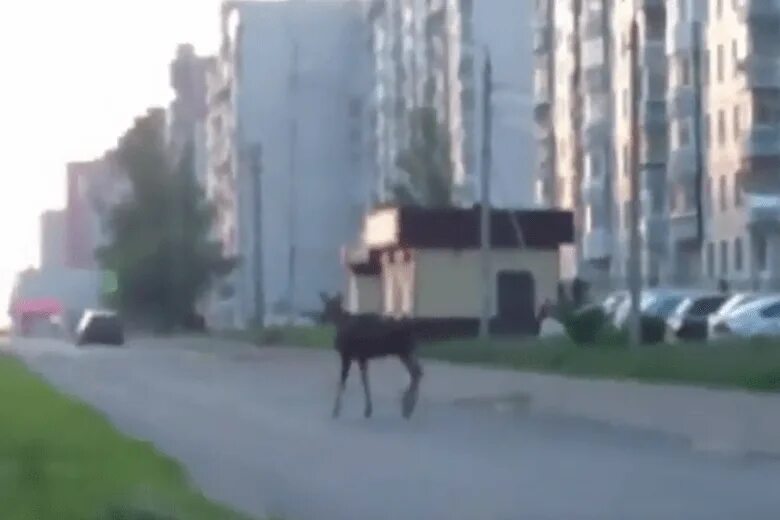 Лось в Ярославле Брагино. Лось в Муринском парке. Лось в Ярославле на заборе. Лоси на проспекте Королева.