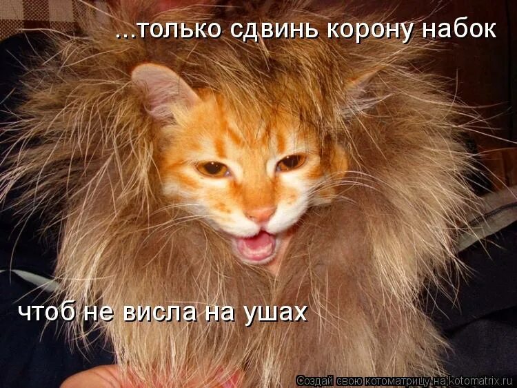 шутки про корону на голове. корона виснет на ушах. сдвинь корону. смешной кот в короне. человек с короной.