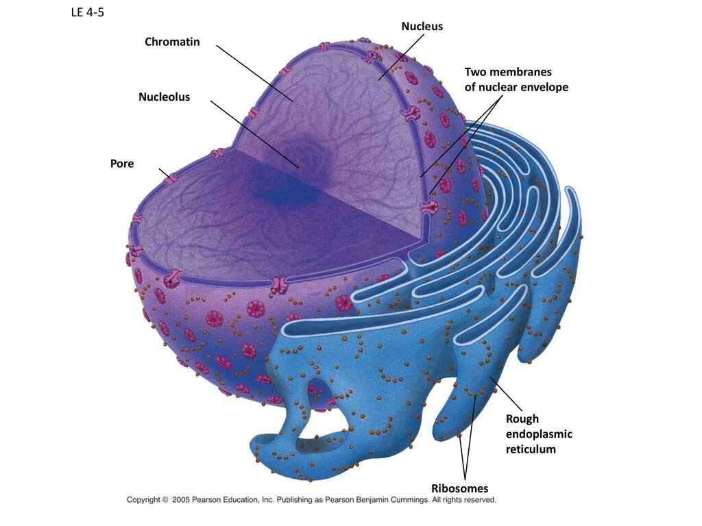 Изображение ядра клетки. Строение ядра клетки. Структура ядра клетки. Строение ядра животной клетки. Строение ядра эукариотической клетки.