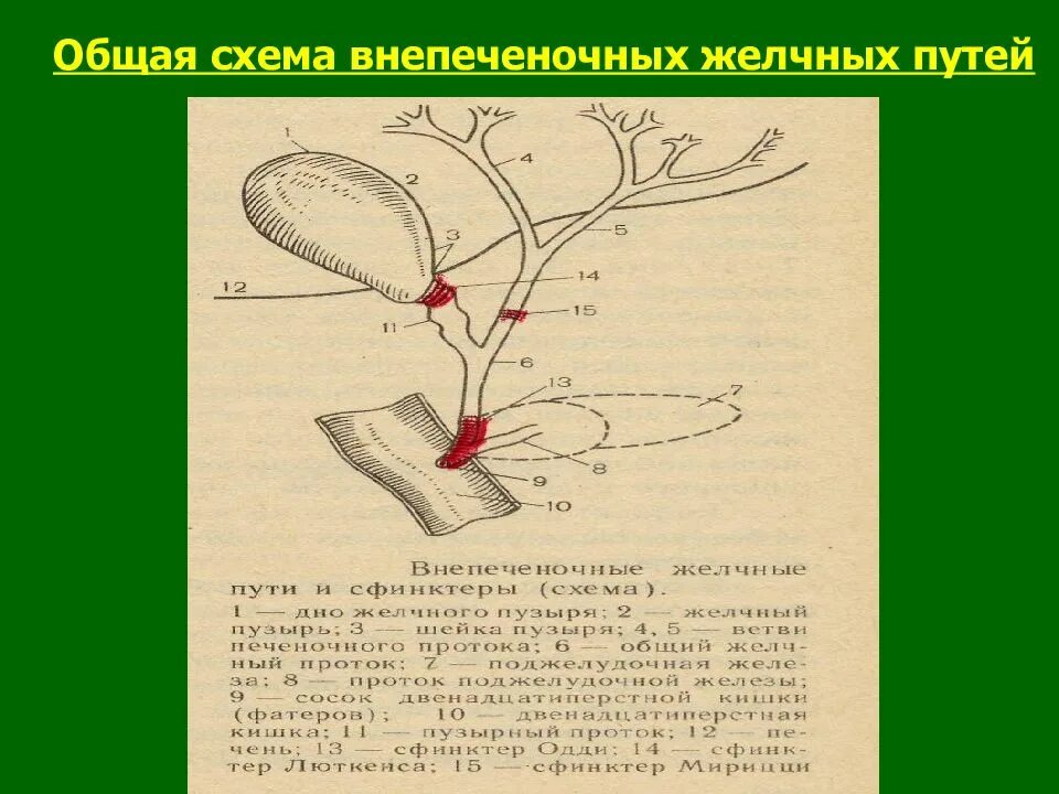 Анатомия внепеченочных желчных протоков. Схема протока желчи. Внепеченочные желчные пути схема. Схема желчных протоков.