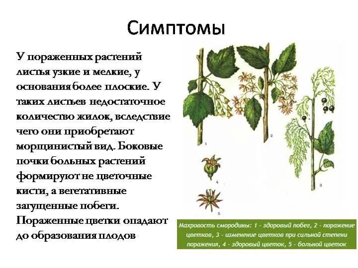 Махровость цветков смородины. Махровость цветка черной смородины. Черная смородина болезни махровость. Реверсия махровость смородины.