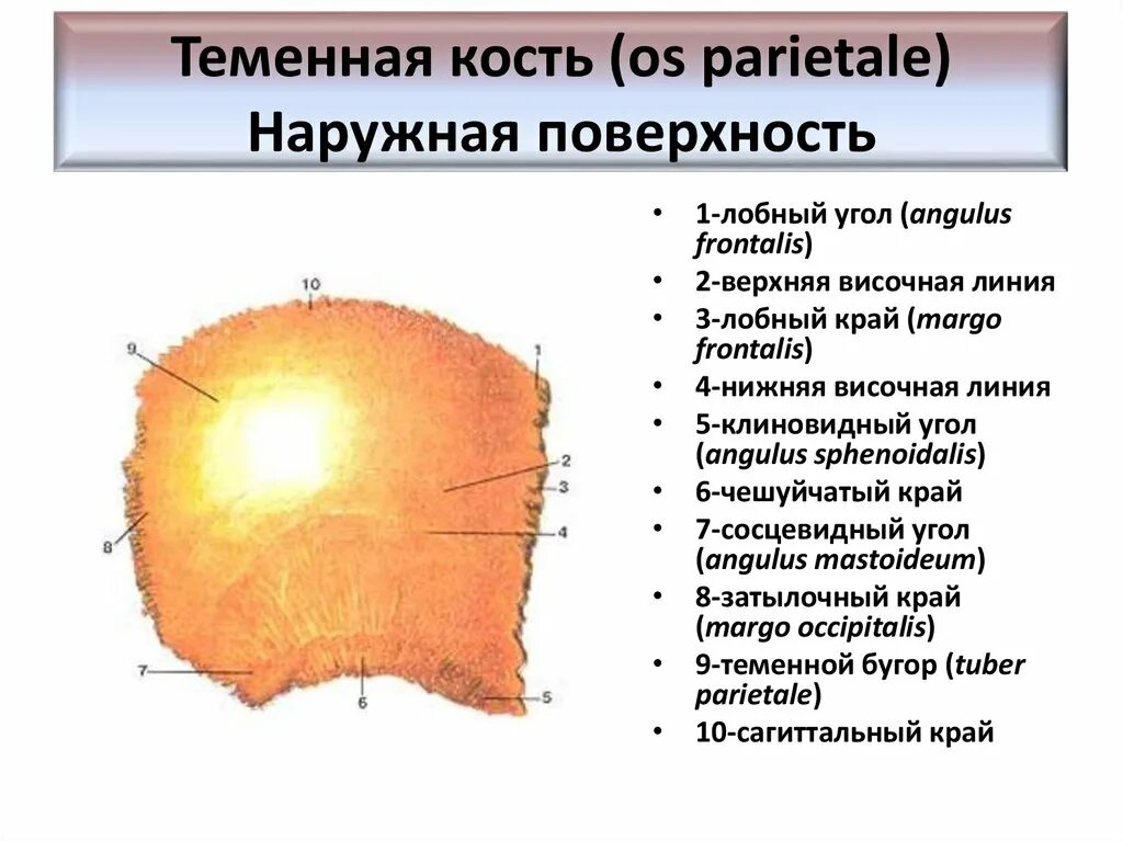 Теменная кость является костью. Теменная кость анатомия строение. Теменная кость анатомия наружная поверхность. Теменная кость кость строение. Теменная кость строение на латыни.