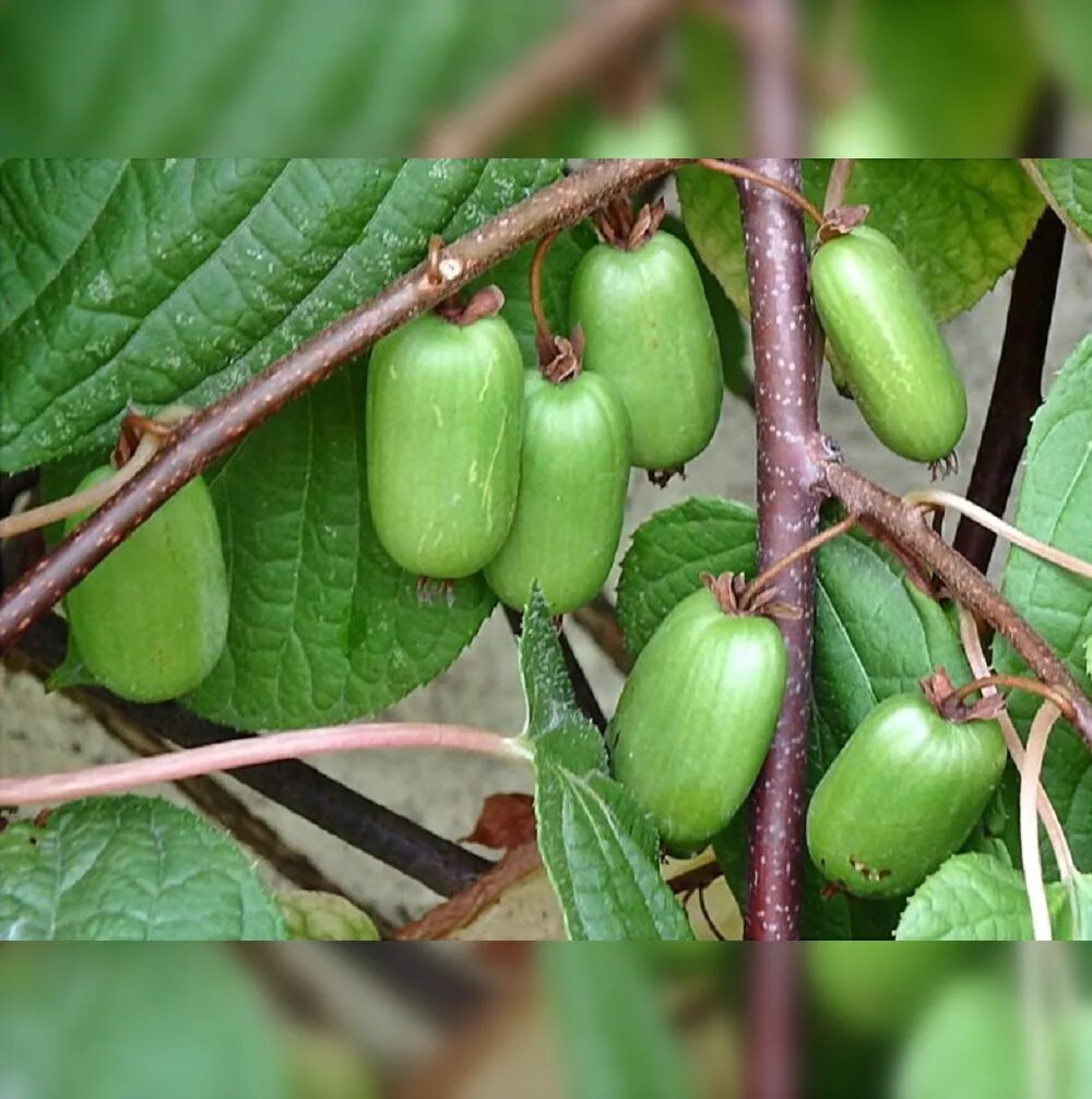 Российское киви. Актинидия коломикта. Actinidia kolomikta (актинидия). Актинидия коломикта ягоды.