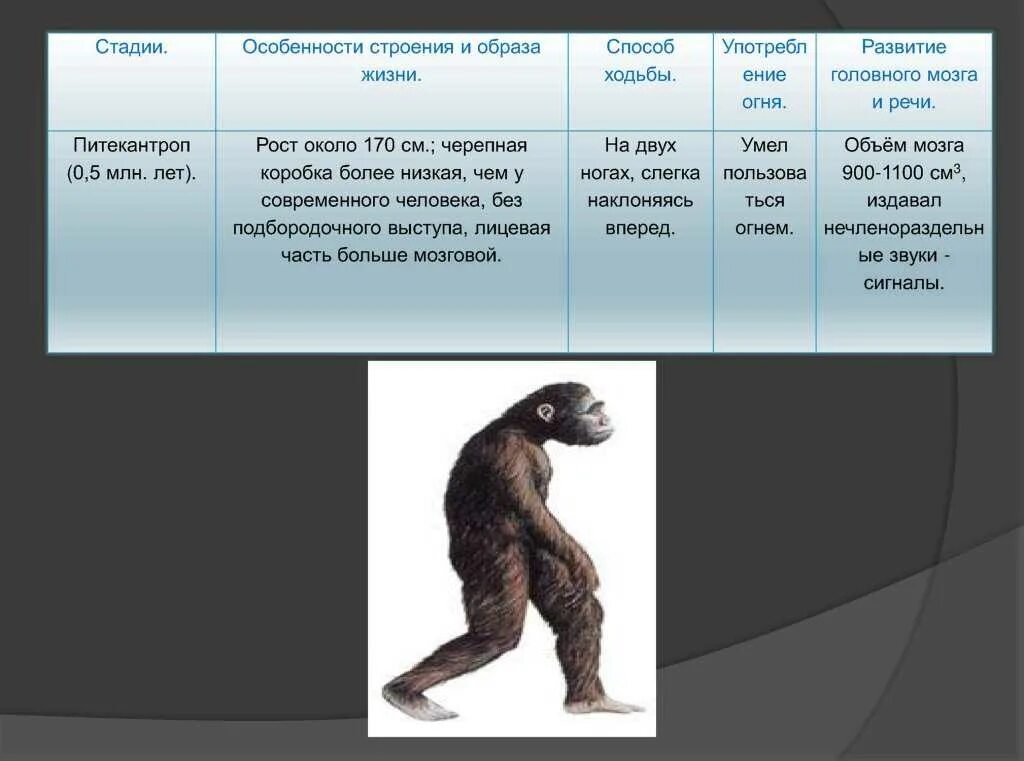 Питекантропы синантропы исторический Возраст. Этапы эволюции человека таблица дриопитек. Питекантроп и синантроп это. Объем мозга питекантропа и синантропа. Гоминиды объем мозга
