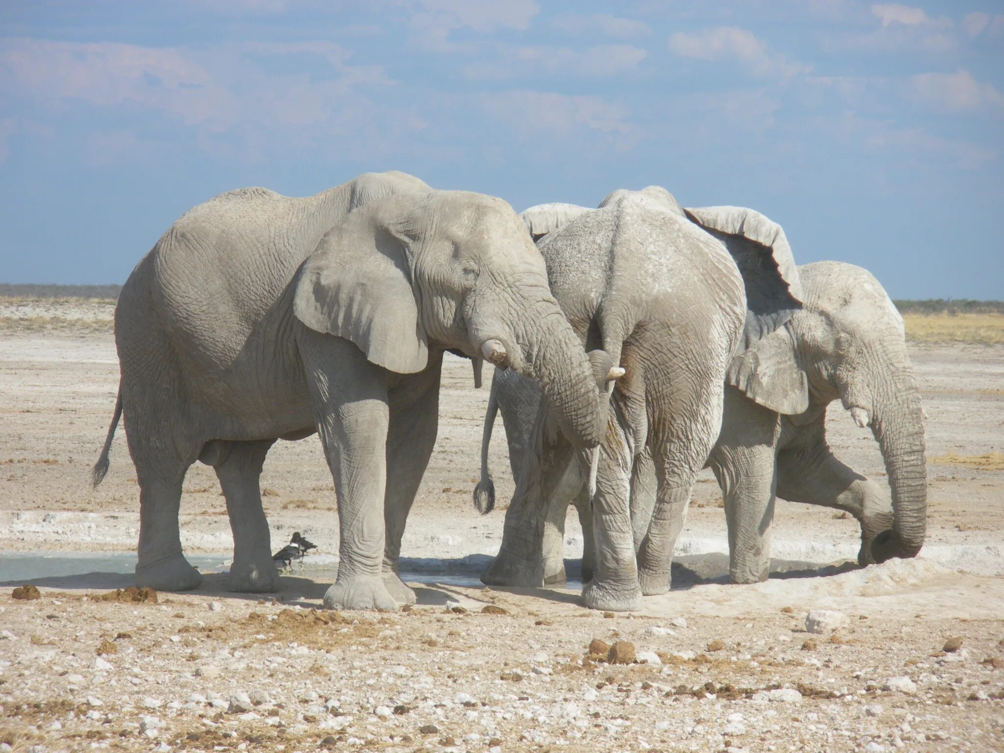 Слон альбинос. Слоны альбиносы. Белые слоны. Индийский белый слон. Белый слоник