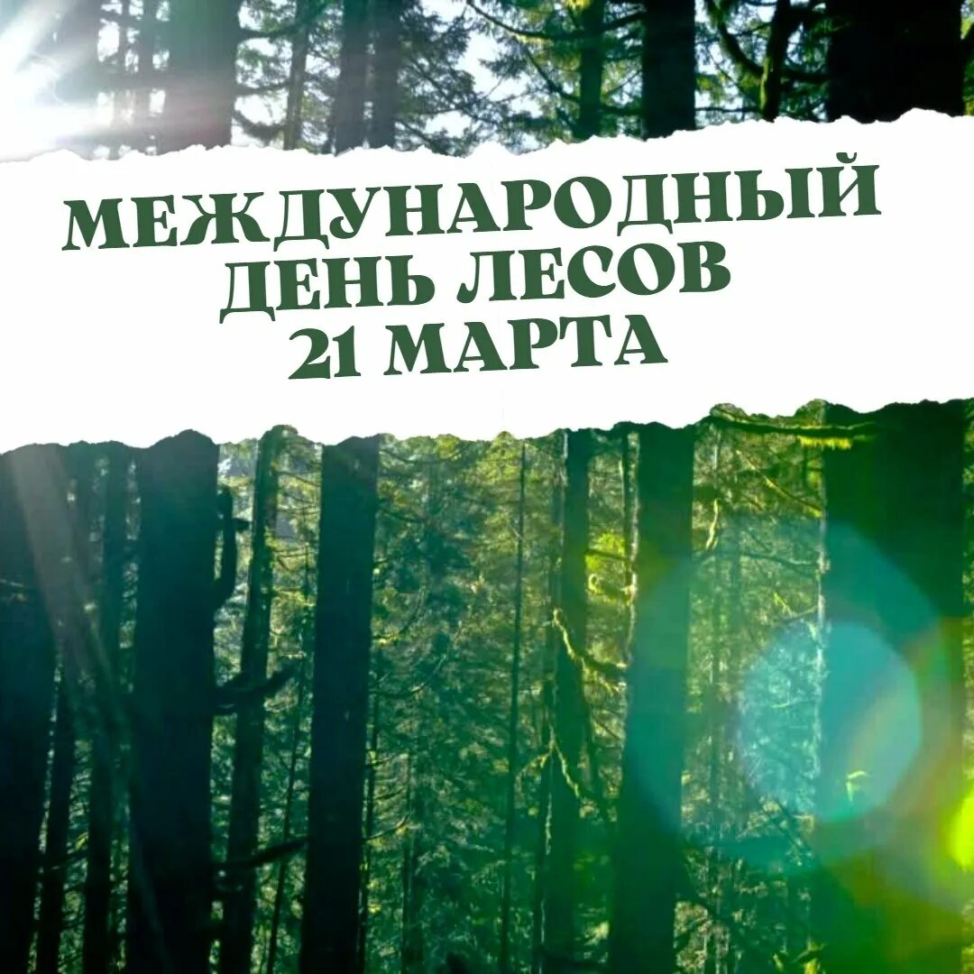 21 международный день леса. Международный день лесов. Международныйдерь лесов. Всемирный день леса.