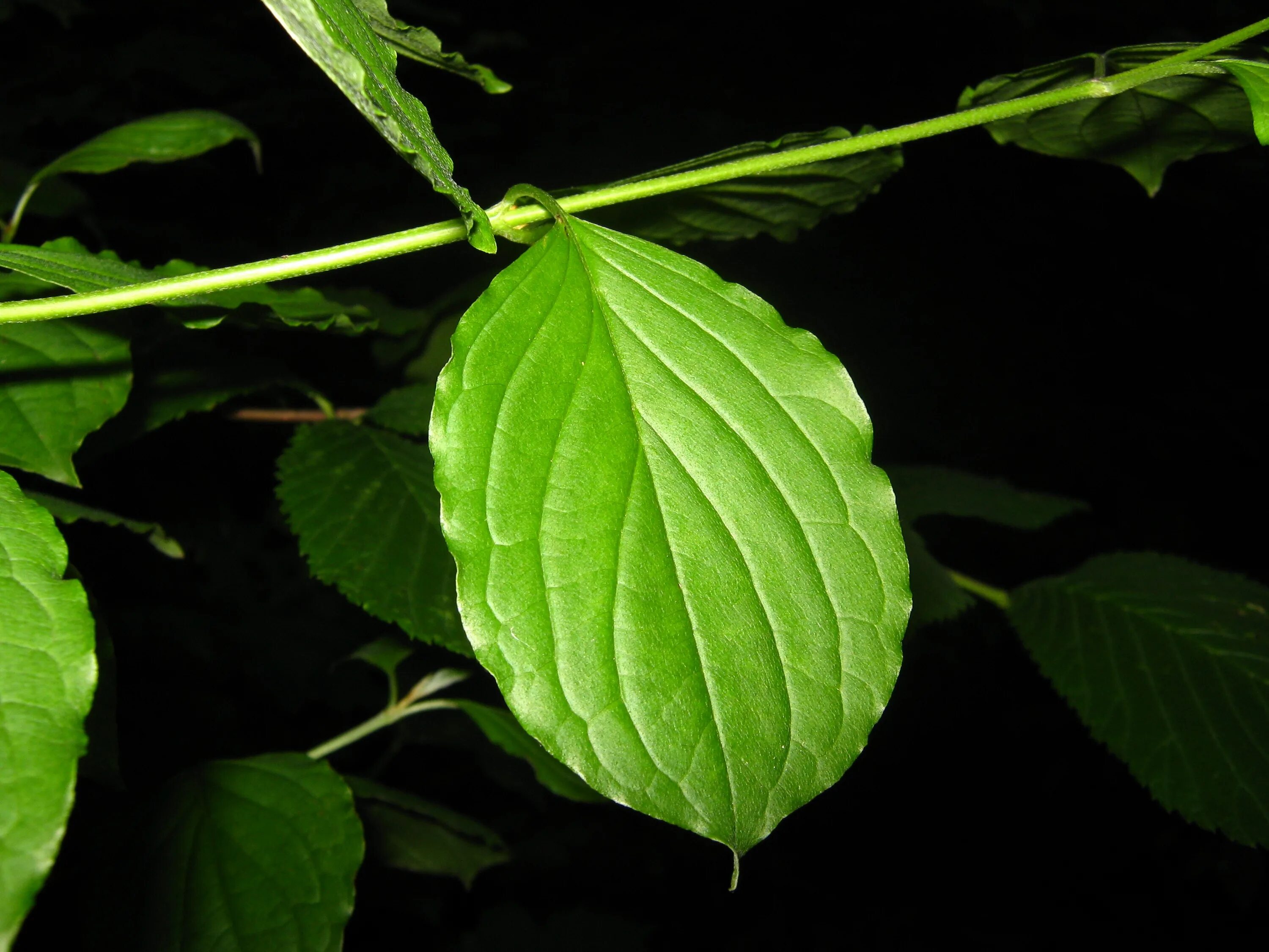 Листья кустов фото с названиями. Темно зеленые листья. Лист куста. Листики кустарников. Зеленые листья в темноте.