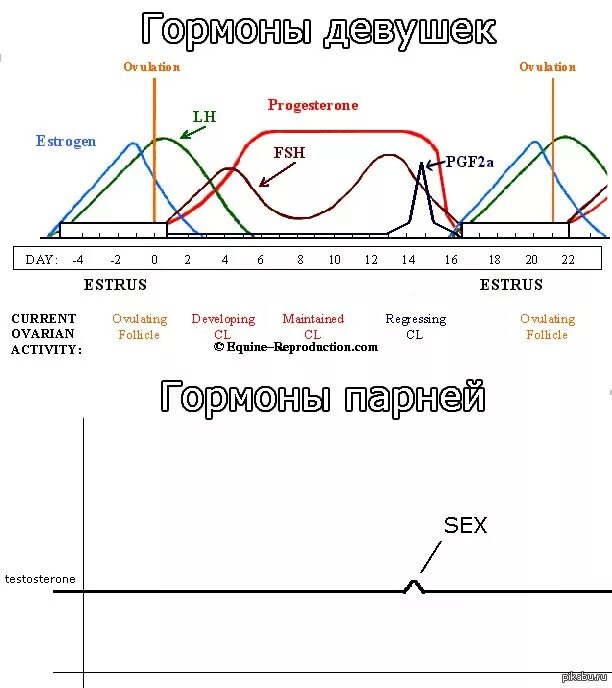 Гормональный фон мужчины и женщины график. График гормонов. Женский цикл и гормональный фон. Гормоны мужчин и женщин график.