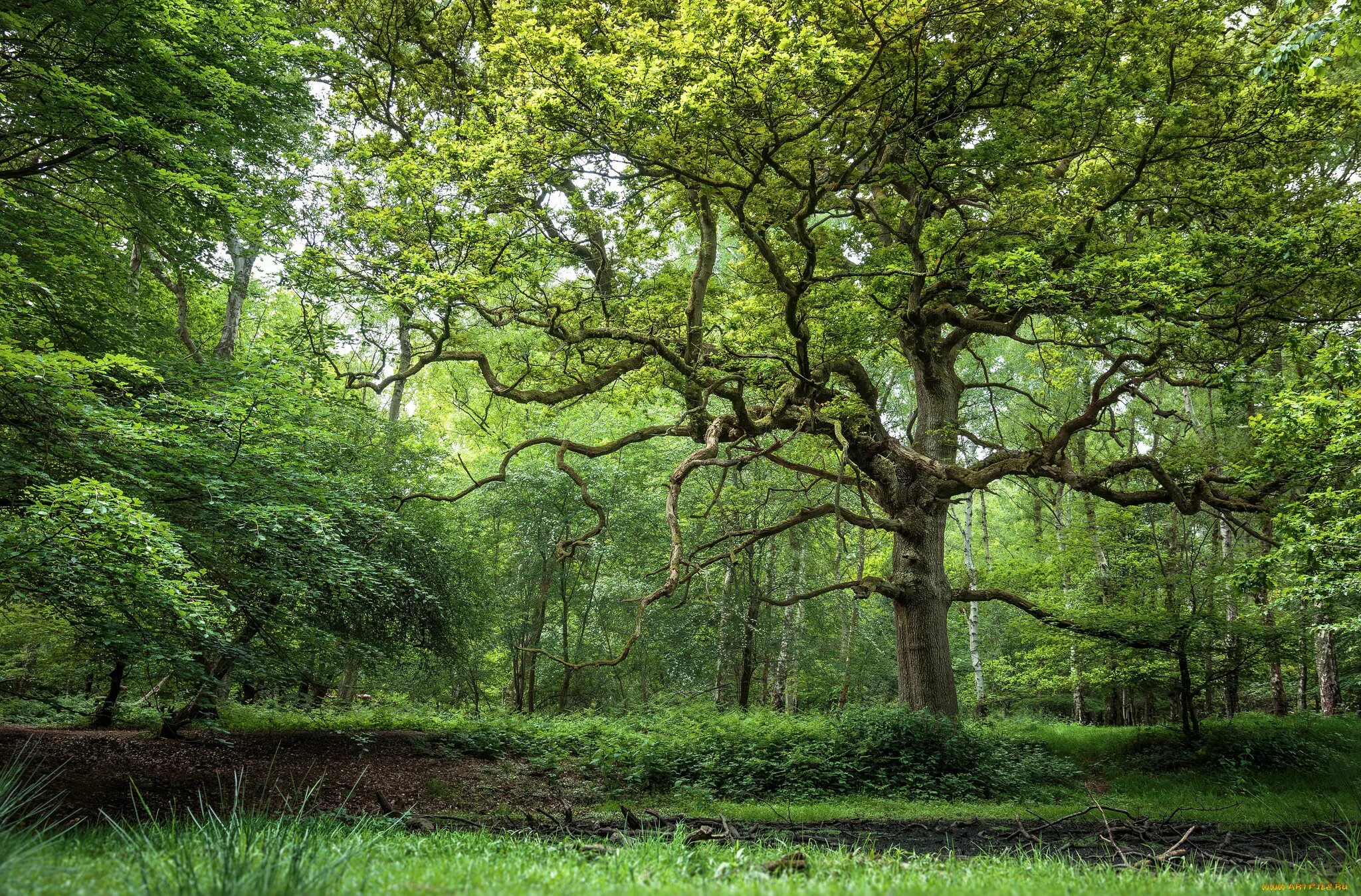 дерево зеленое. чаща роща тайга бор. природа лес. широколиственные леса южной кореи. фото леса.