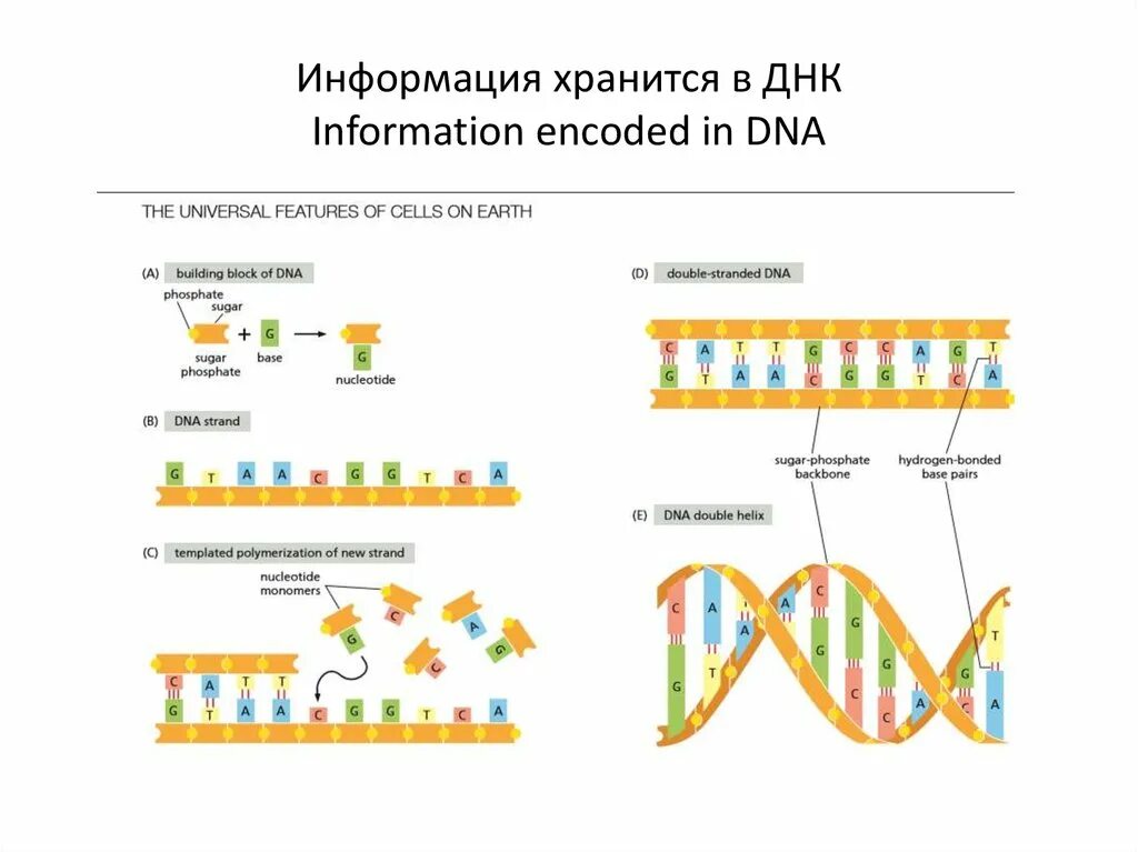 ДНК информация. Хранение информации в ДНК. Хранение ДНК. Хранить генетическую информацию в ДНК.