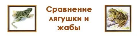 Сравнение жабы и лягушки 2 класс окружающий
