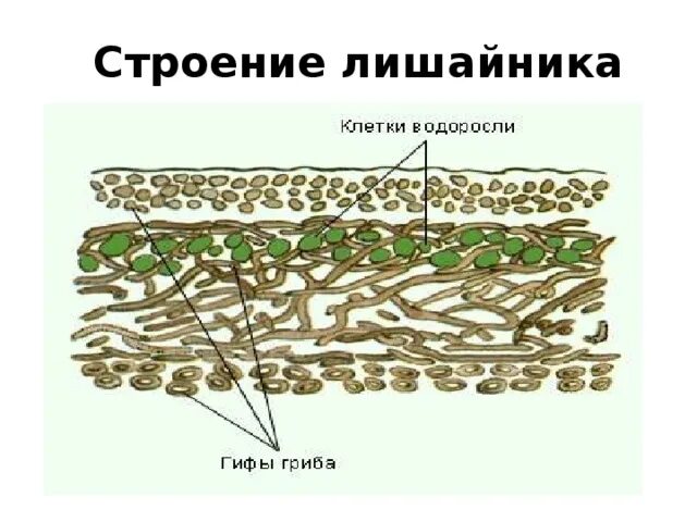 Лишайники состоят из клеток. Схема внутреннего строения лишайника. Строение слоевища лишайников. Схема строения лишайника 5 класс биология. Внутреннее строение лишайника 5 класс биология.