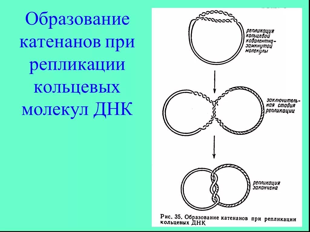 Кольцевая молекула. Репликация кольцевой молекулы днк. катенаны днк. кольцевая днк схема. катенаны кольцевой днк.