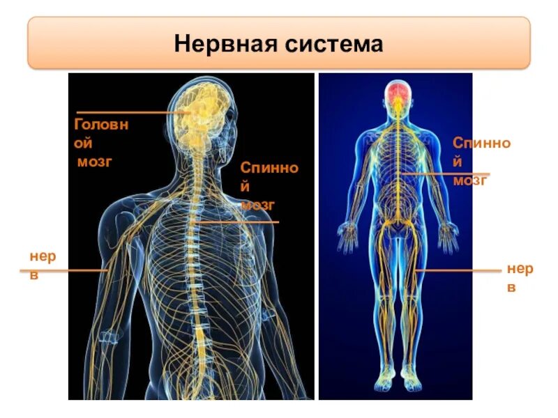 Нервный узел где. Нервная система человека. Строение нервной системы человека. Организм человека нервная система. Нервная система человека анатомия.