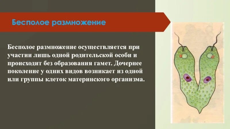 Бесполое размножение происходит при участии:. Бесполое размножение осуществляется. Осуществляется без участия гамет бесполое размножение. Бесполое размножение происходит при участии половых клеток. В половом размножении участвует одна особь