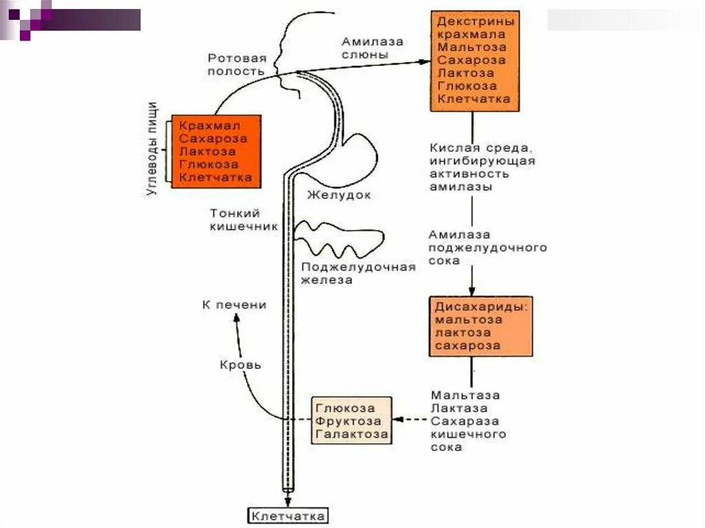 Печень расщепляет углеводы. Обмен углеводов схема. Синтез белков из углеводов в организме человека. Схема процесса расщепления углеводов. Обмен углеводов схема 8 класс.