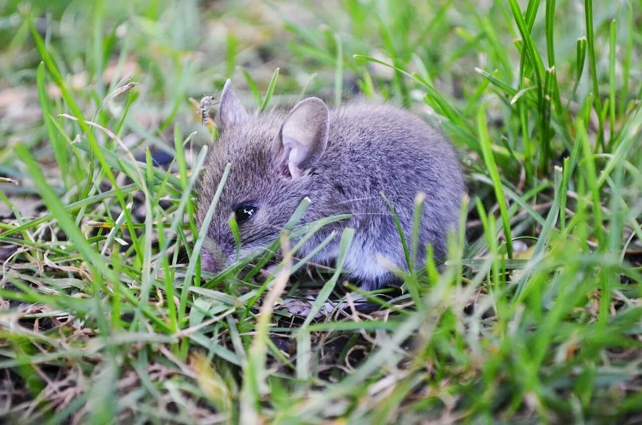 Села мышка у окна. Крыса домашняя. Грустная мышь. Мышка села. Пышная мышка.