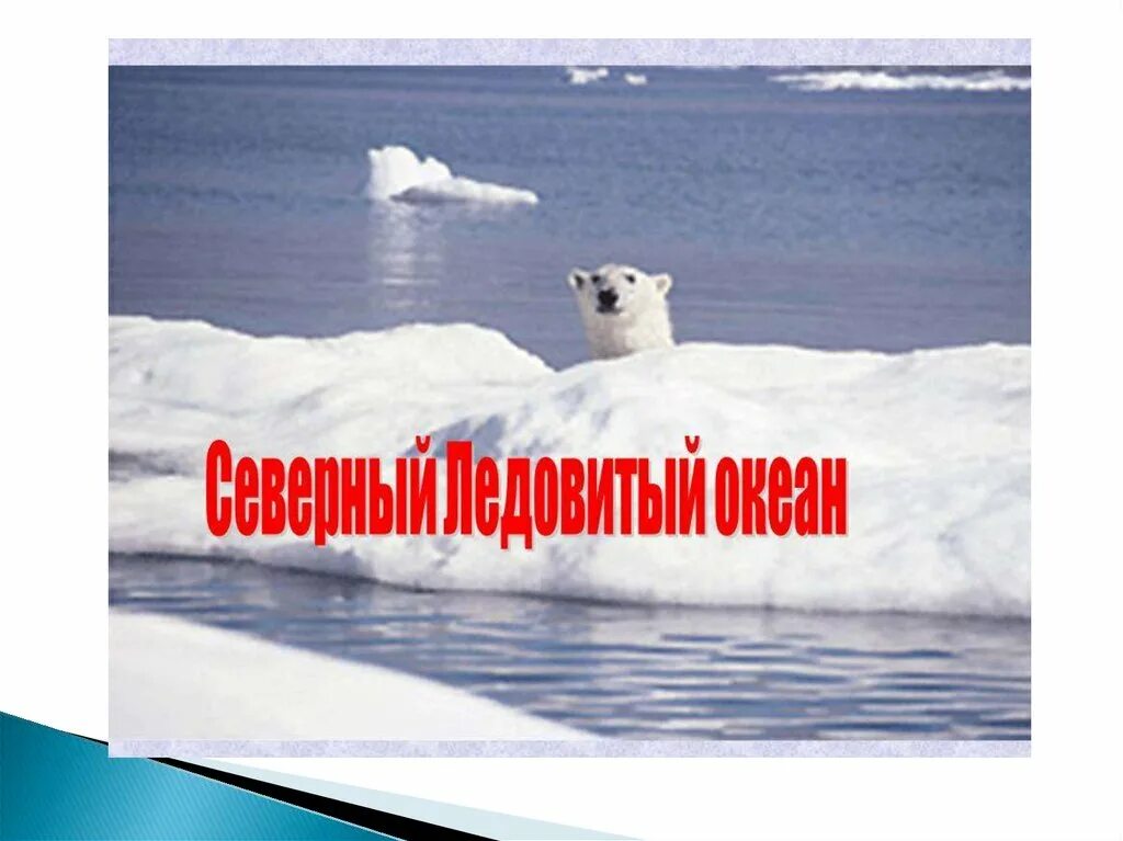 Северный ледовитый океан на каком полюсе. Северный ледовитый океан надпись. животные северного ледовитого океана презентация. надпись северный полюс. животные в северном ледовитом океане плакат.