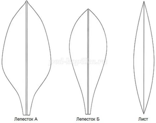 Форма листьев лилии. Лепесток цветка. Трафарет лепестков. Трафарет лепестков лилии. Трафарет лепестка лилии.