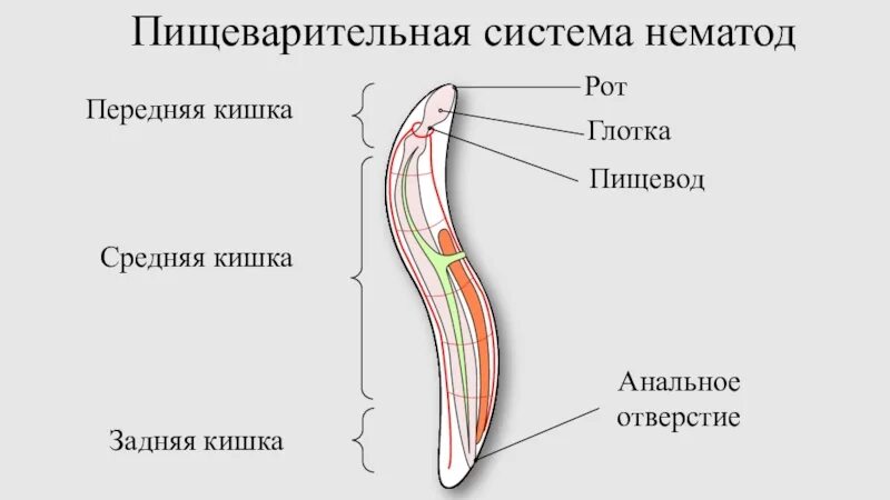 Тело круглых червей разделено на. Пищеварительная система нематод. Пищеварительная система круглого червя. Строение пищеварительной системы круглых червей. Тип круглые черви пищеварительная система.