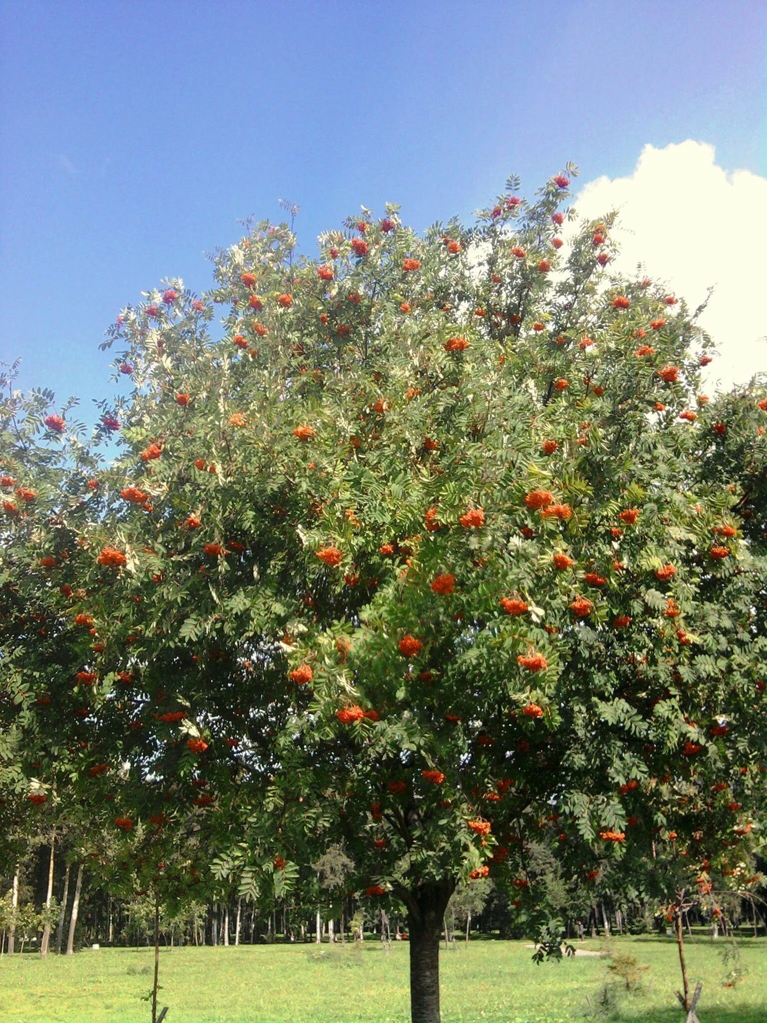 Рябина дерево купить. Sorbus aucuparia дерево. Рябина обыкновенная Sorbus aucuparia. Рябина обыкновенная многоствольная. Рябина обыкновенная Лациниата.