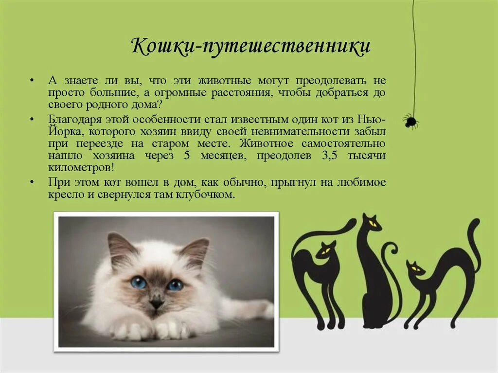 Интересные факты о кошках и котах. Факты о котах. интересные факты о кошках. интересные факты о домашних животных о кошках. презентация о котах.