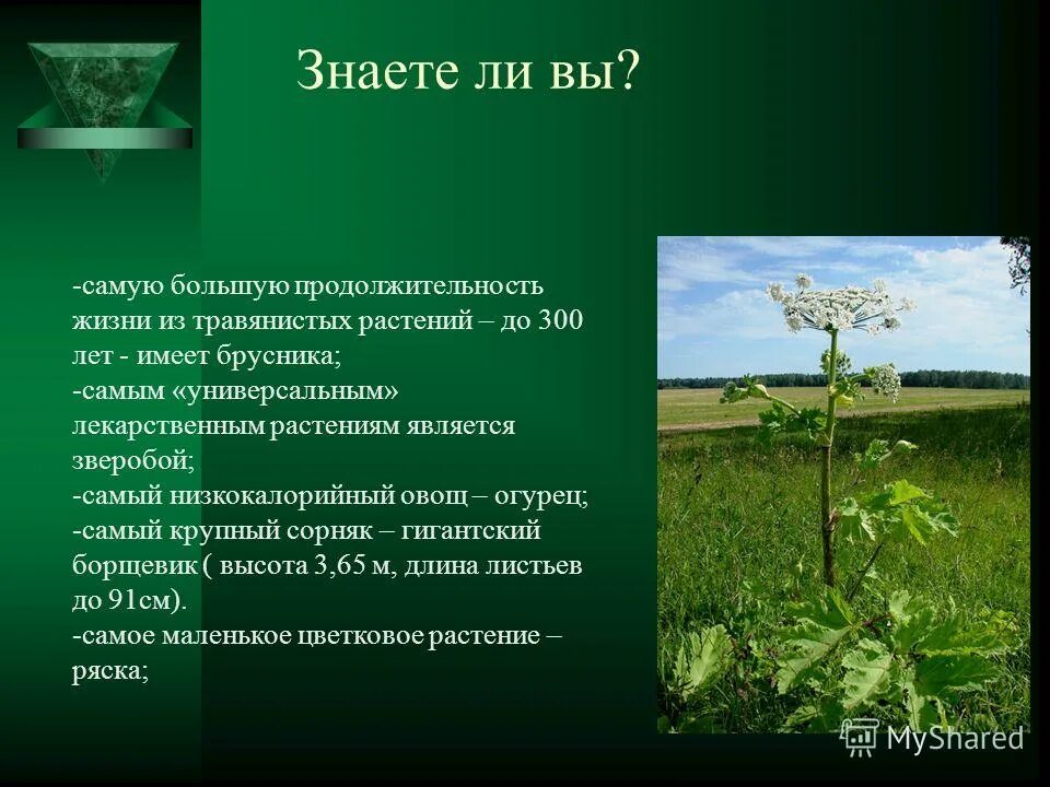 Срок жизни растения. Продолжительность жизни растений. Срок жизни растений. Продолжительность жизни травы. Сколько живут растения.