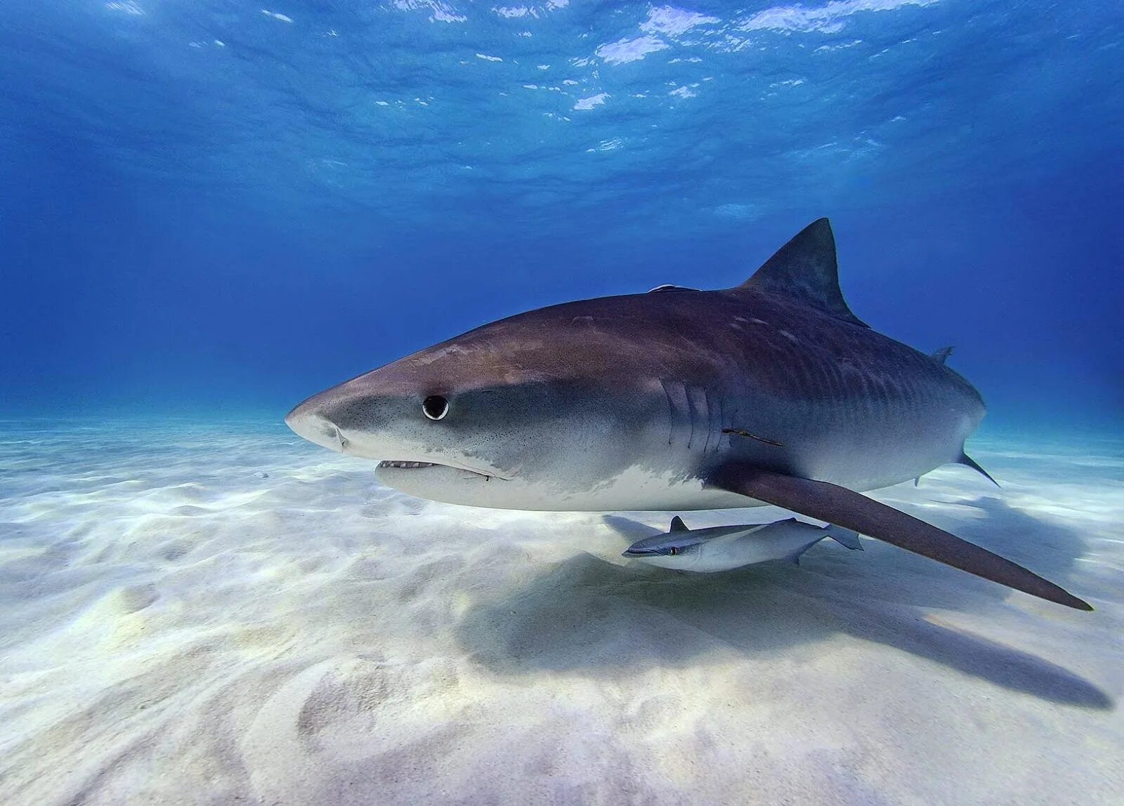 Черноплавничная акула. Акула акуленок. Акула акуленок. Атлантическая сельдевая акула. Акуленок детеныш акулы.