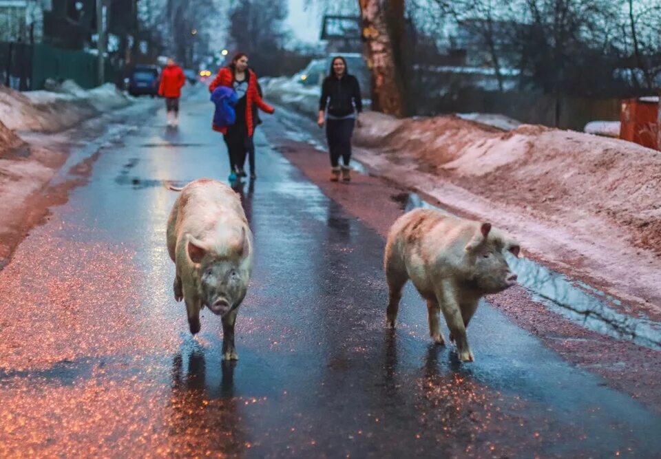 Как гуляют свиньи. Свинья гуляет по улице.