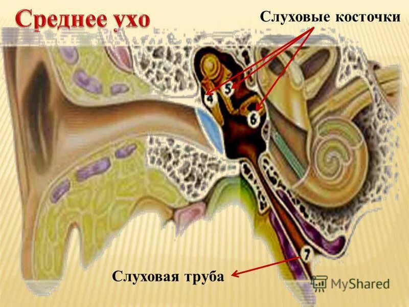 Кости среднего уха человека. Строение уха слуховые косточки. Евстахиева труба анализатор. Ушное стремечко. Среднее ухо слуховые косточки.