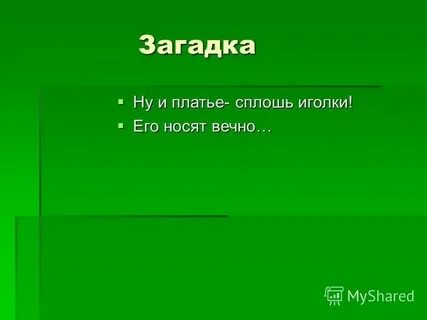 Сплошь зарасти
