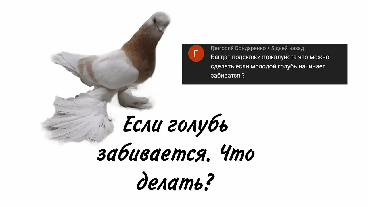 Когда голуби начинают. Пропал голубь объявление. когда голуби начинают летать. когда голубь начинает летать самостоятельно. голуби не возвращаются.