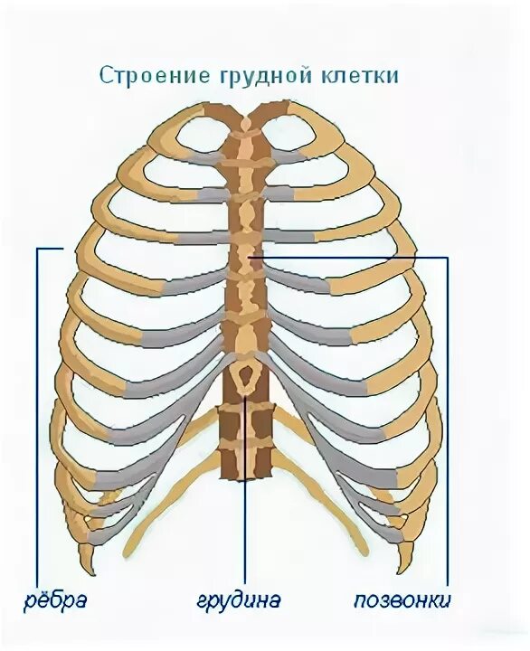 Значение строения грудной клетки для животного. Грудная клетка строение анатомия. строение грудной клетки рисунок. строение грудной клетки мальчика. для строения грудной клетки характерно.
