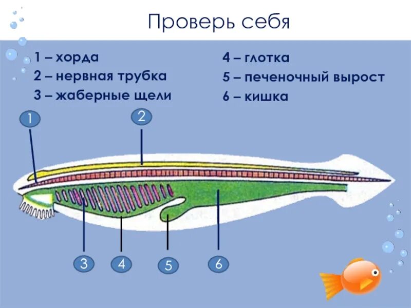 Класс рыбы ланцетники. Система органов ланцетника 7. Схема строения ланцетника внешнее и внутреннее. Внешнее строение ланцетника. Внешнее строение ланцетника рисунок.