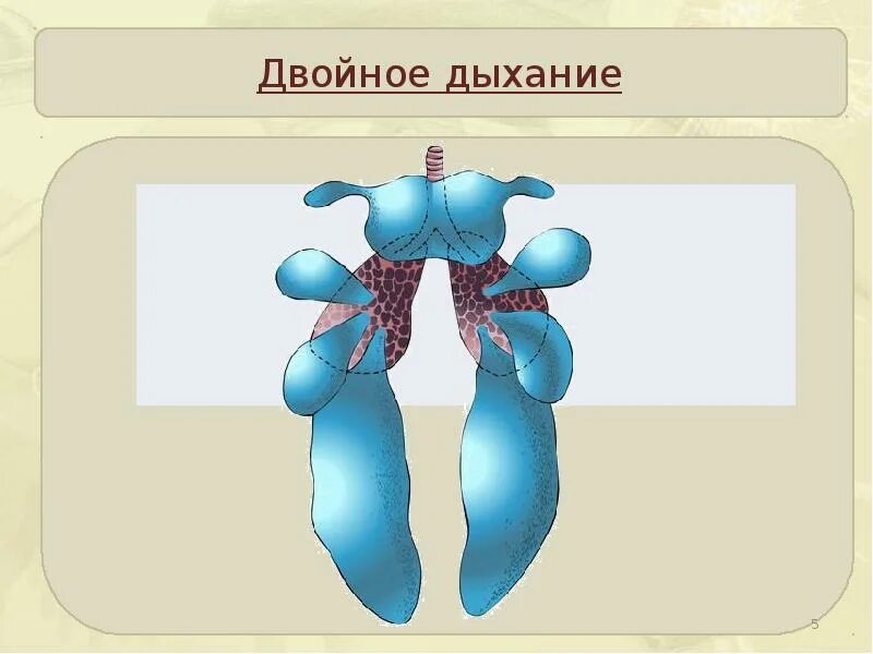 Схема двойного дыхания у птиц. Механизм двойного дыхания. Двойное дыхание у птиц. Механизм двойного дыхания. Нарисуйте схему процесса двойного дыхания птицы.