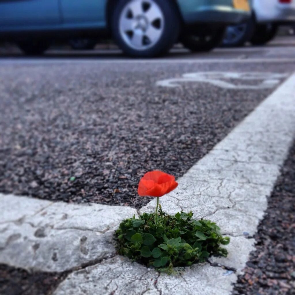 Life finds a way. Росток сквозь асфальт. Цветок сквозь асфальт. Цветок пророс сквозь асфальт. Одуванчик сквозь асфальт.