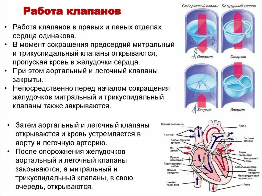 Как работают клапаны сердца. Принцип работы клапанов сердца. Сердце анатомия полулунные клапаны. Механизм работы клапанов сердца.