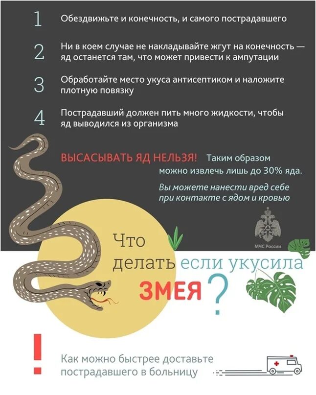 Памятка при укусе змеи. Что делать если в лесу укусила гадюка. Что делать если вас укусила гадюка. Оказание 1 помощи при укусе ядовитой змеи. Памятка при укусе гадюки.