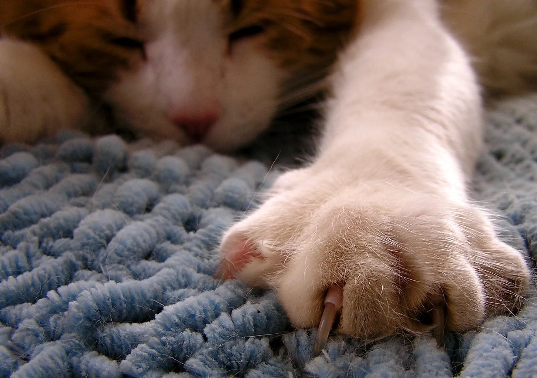 Кошка топчется передними лапами. Котики мнут лапками одеяло. Кошка мнет лапками. Кот мнет лапами одеяло. Кот массажирует лапами.